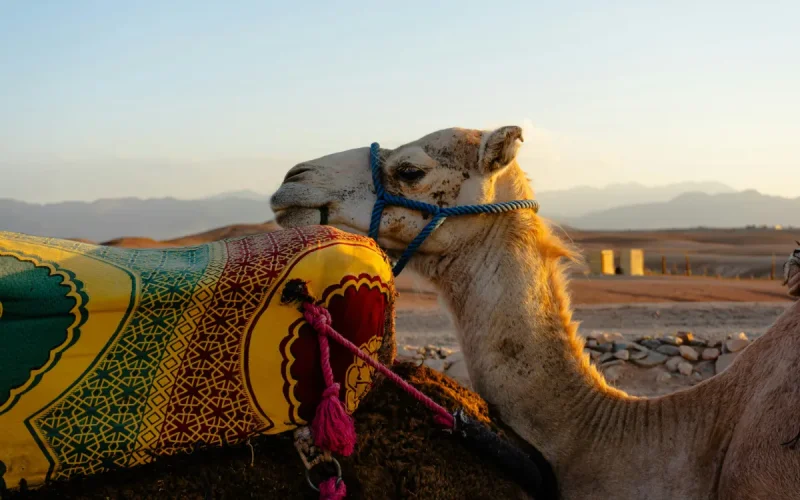 Près de Marrakech, le désert d'Agafay menacé par son propre succès (Le Figaro)
