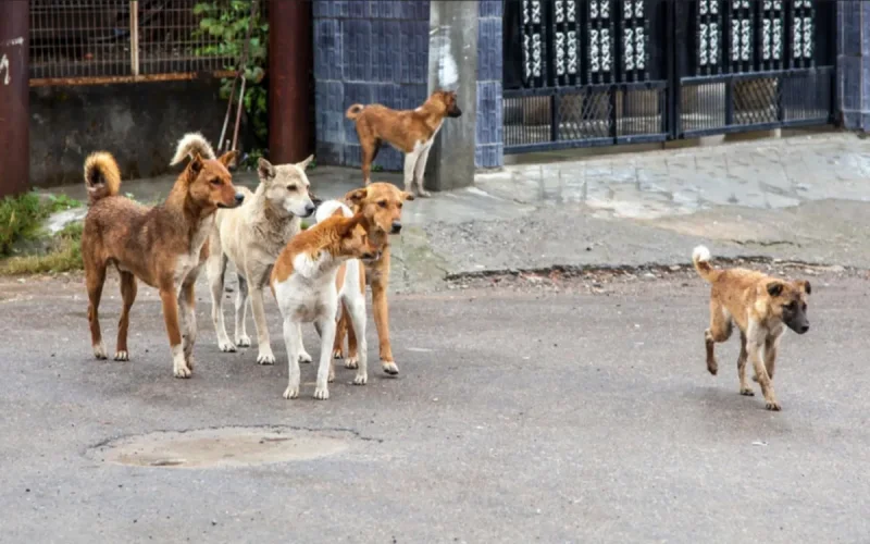 Les meutes de chiens incontrôlables à Marrakech
