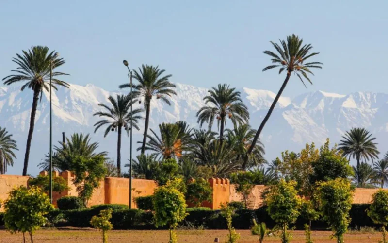 Les Marrakchis se rebellent contre les palmiers