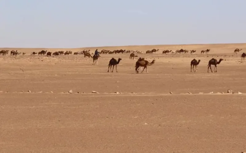Deux Mauritaniens tués dans une attaque marocaine au Sahara ?