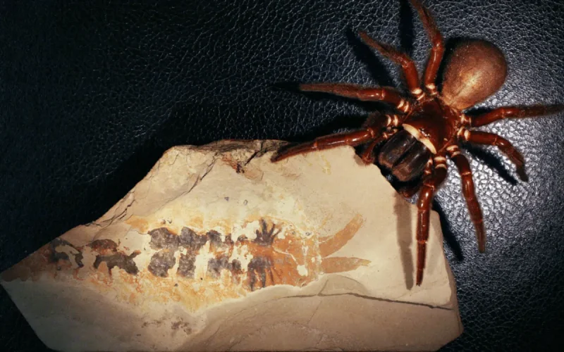 Paléontologie : le Maroc perd son record du plus ancien chélicérate au profit de l'Utah