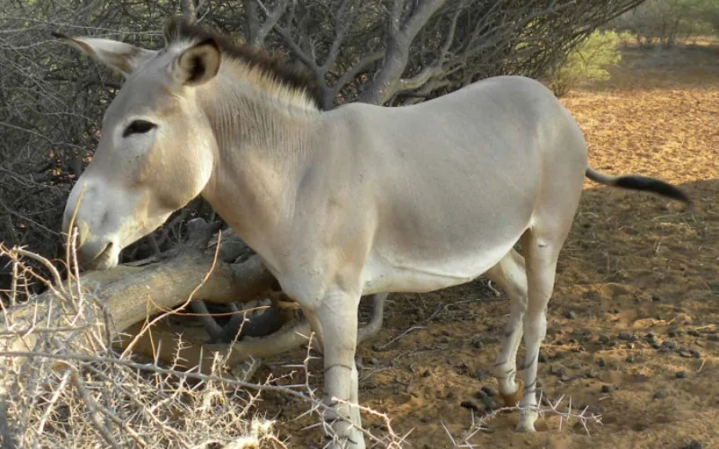 À Meknès, de la viande d'âne a-t-elle été discrètement écoulée ?