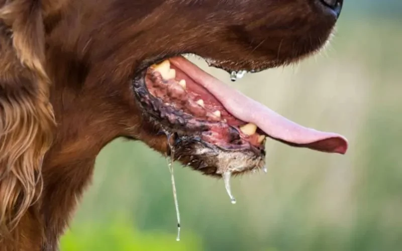 Nouvelle alerte à la rage à Melilla après l'arrivée d'un chien du Maroc