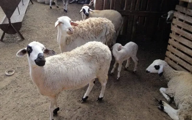 Marrakech : il tue son épouse lors d'une dispute sur l'achat du mouton de l'Aïd