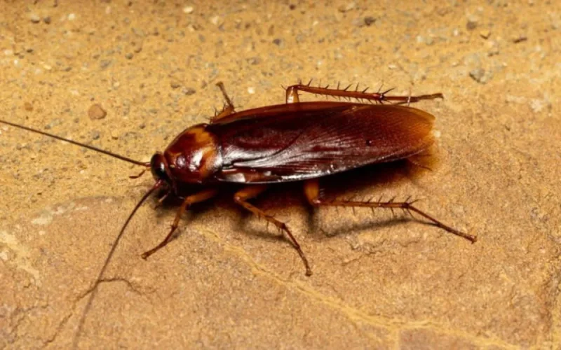 Mouches, moustiques, cafards… Mohammedia face à une invasion