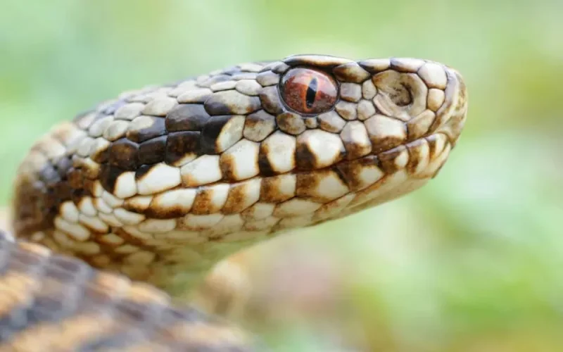 Au Maroc, l'été rime avec danger : Les morsures de serpents en hausse