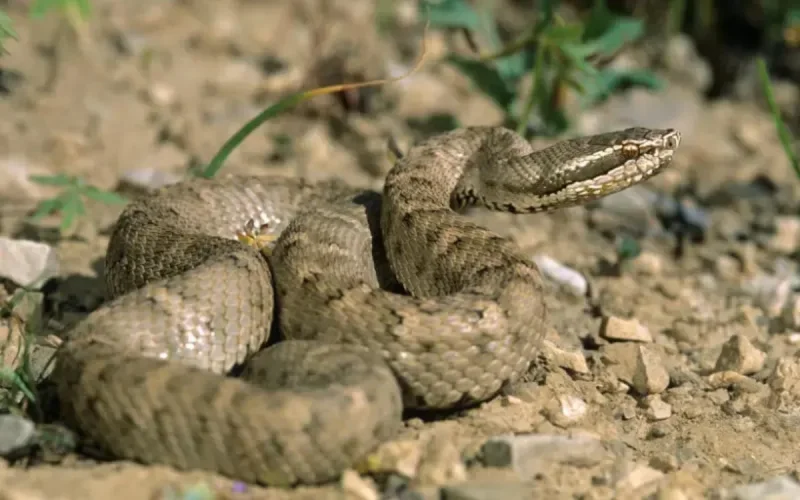 Avec l'été, le danger des scorpions (et des serpents) refait surface au Maroc