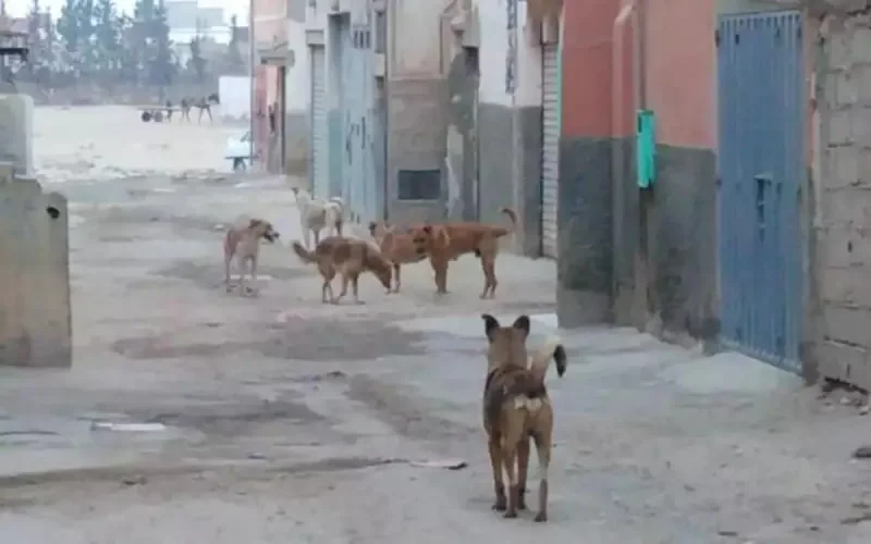 Maroc : un chien enragé tue deux enfants à Kénitra 
