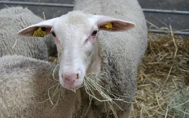 Aïd Al Adha en France : fortes amendes en cas de non respect des règles