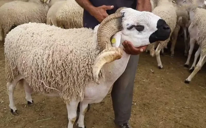 Le mouton de l'Aïd Al Adha devient un luxe inaccessible pour les Marocains