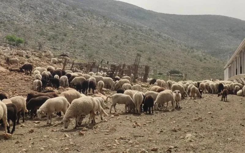 L'élevage espagnol menacé par l'annulation de l'Aïd al-Adha au Maroc