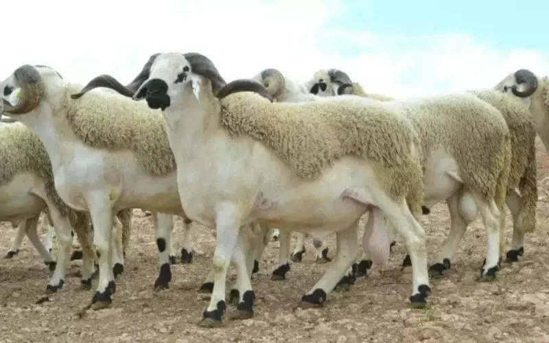 Aïd al-Adha : des moutons engraissés avec de la fiente de volaille 