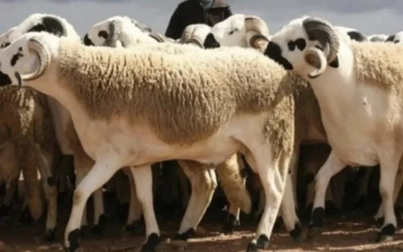 Aid al-Adha : Melilla fêtera encore cette année sans les moutons marocains