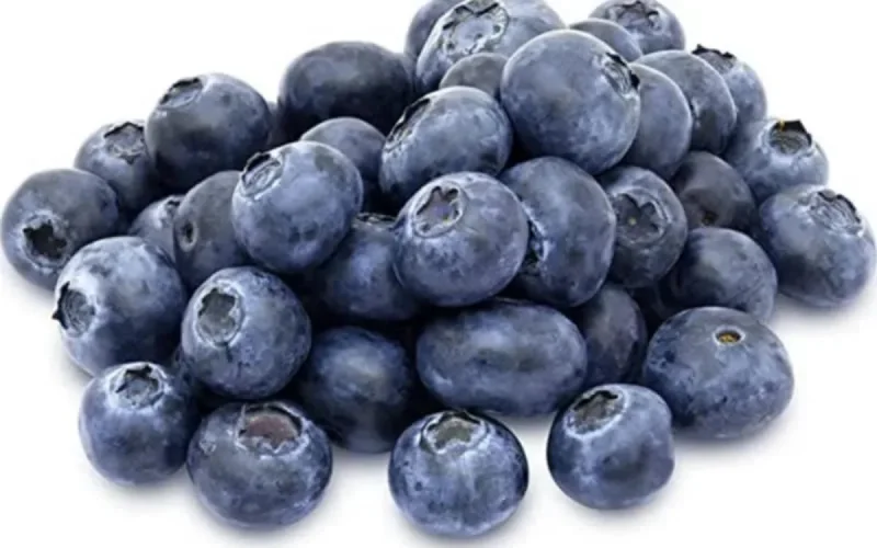 Driscolls veut produire des myrtilles à Dakhla