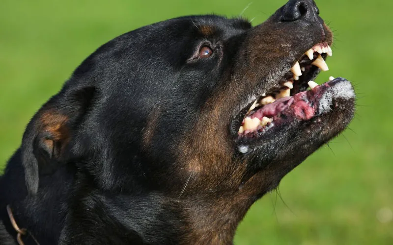 Nouha, 16 ans, victime d'un rottweiler à Anvers