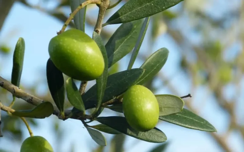 Il y a 100 000 ans, le noyau d'olive était utilisé comme combustible au Maroc
