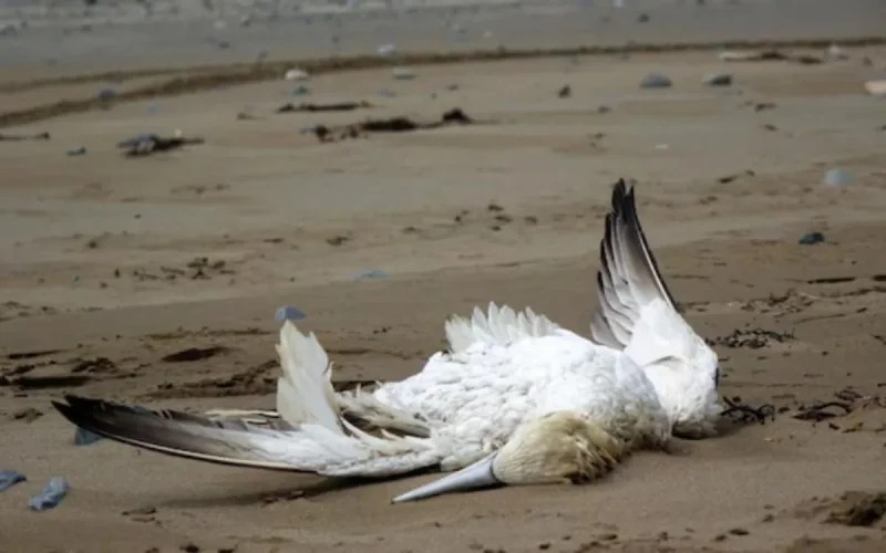 Drame à Tanger : des dizaines d'oiseaux migrateurs retrouvés morts