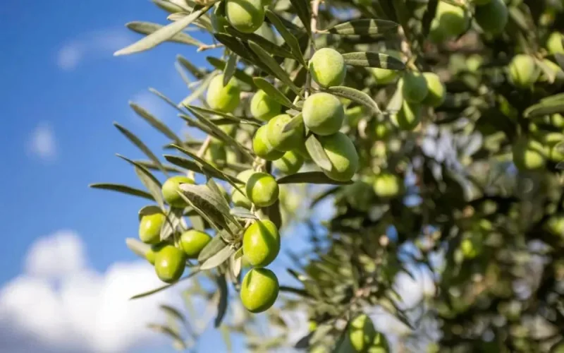 Marrakech, première banque génétique d'oliviers au monde
