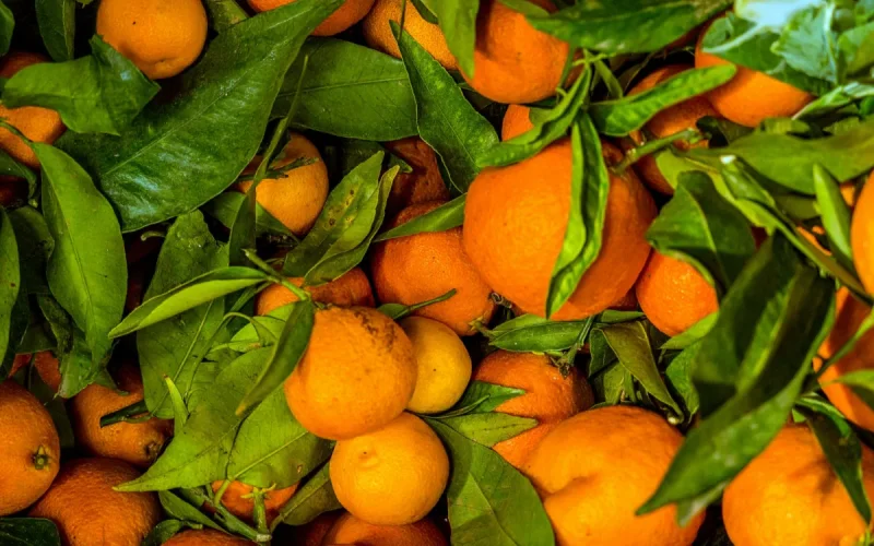 Le « Made in Morocco » roi du Canada : Nos agrumes détrônent la concurrence