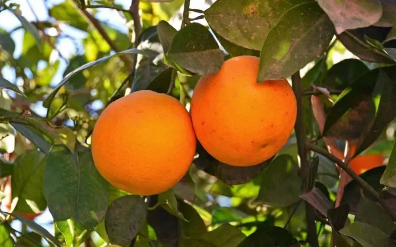 Le Danemark refoule les oranges marocaines