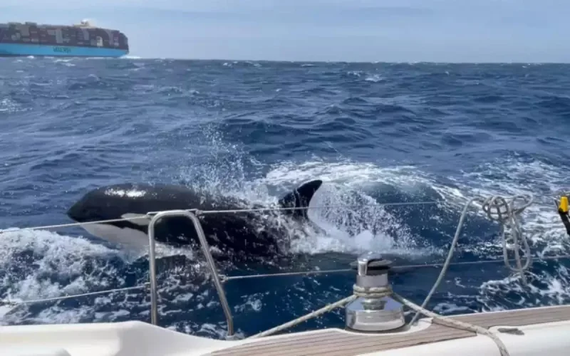 Un voilier coulé par des orques près de Tanger 