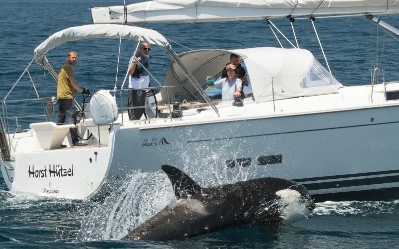 Le secret des orques de Gibraltar révélé : Elles parlent une langue unique au monde !