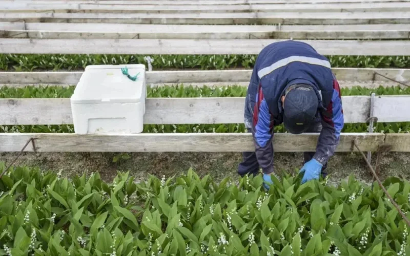 Marocains exploités en France : promesses de papiers contre 10 000 euros