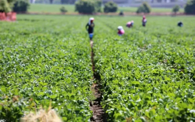 Des ouvriers agricoles marocains réduits à l'esclavage en Italie