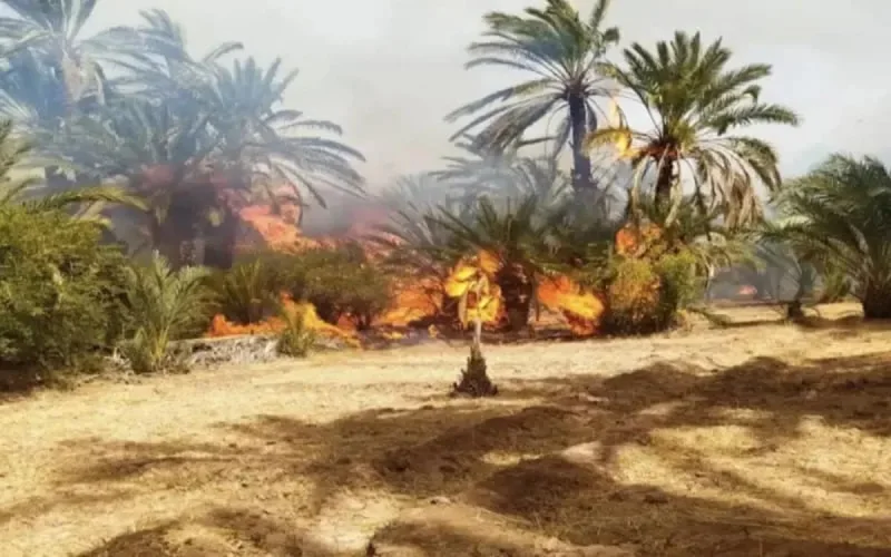 Incendies dans les palmeraies à Errachidia et à Tanger