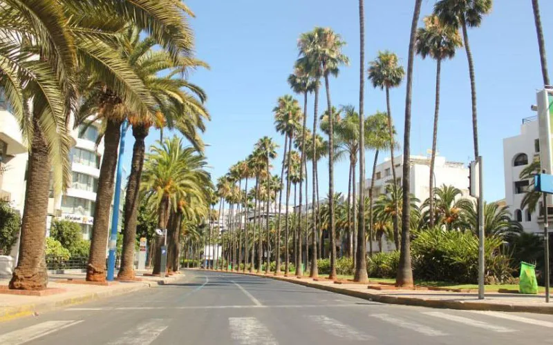 Casablanca dit adieu aux palmiers