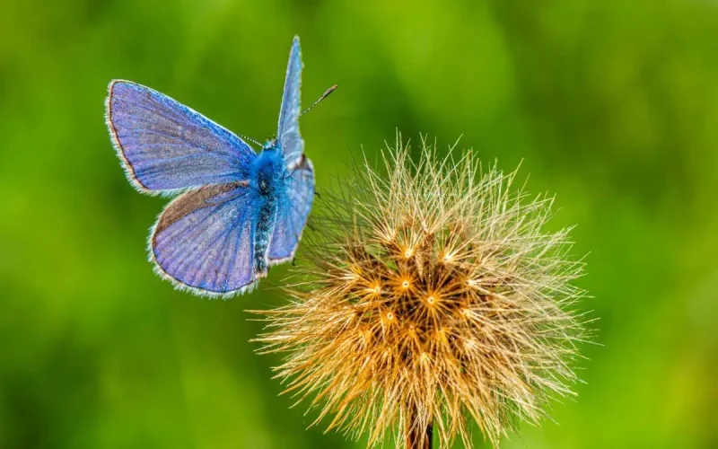 Un papillon marocain (Azuré de l'Atlas) bat un record mondial