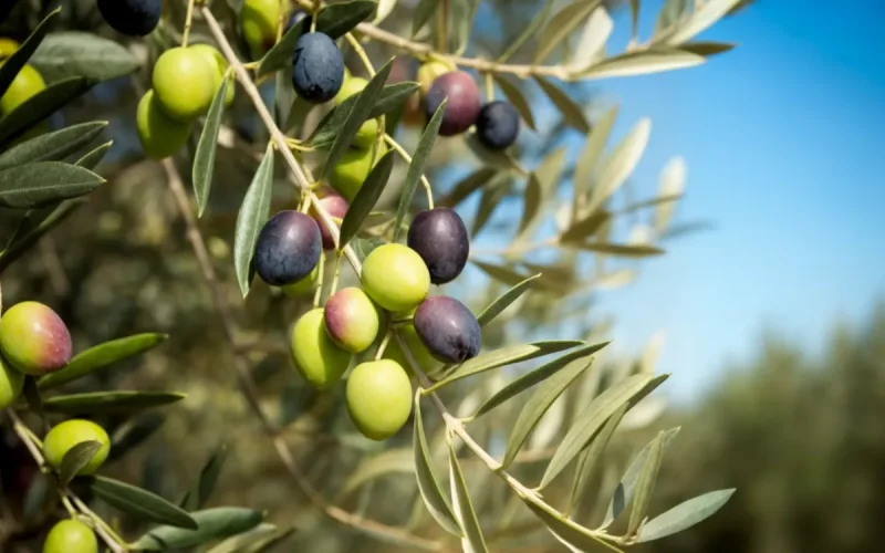 Le paradoxe de l'olive au Maroc : une récolte record mais des tonnes de fruits perdus