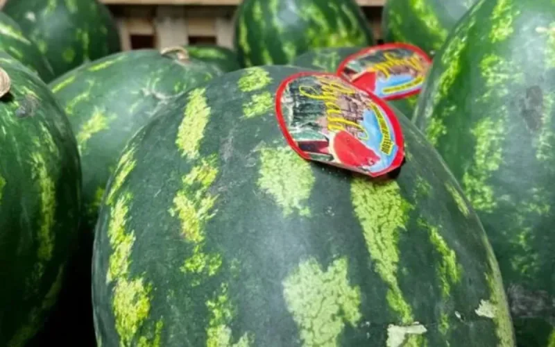 Le Maroc, champion des pastèques en France