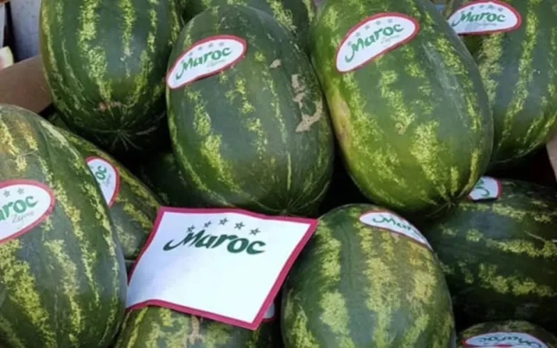 Europe : la pastèque marocaine supplante peu à peu l'espagnole 