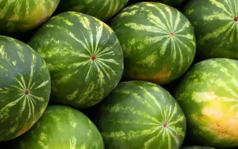 Vente de pastèques en Europe : le Maroc surpasse l'Espagne