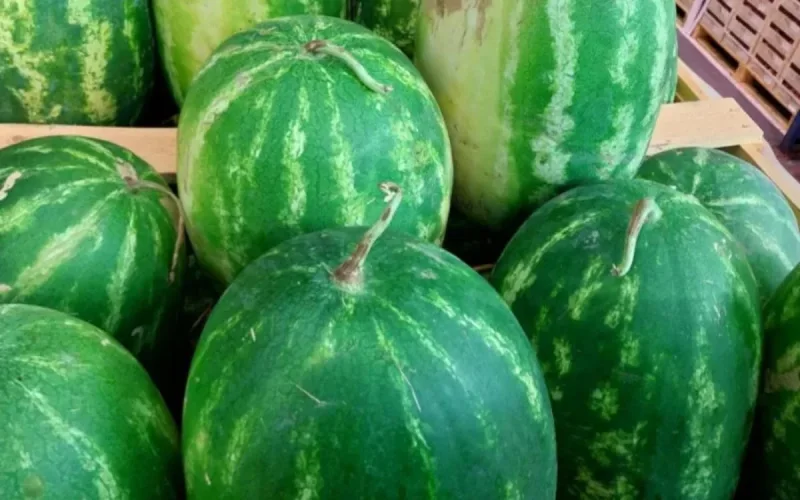 Pastèques : le Maroc perd du terrain sur le marché européen