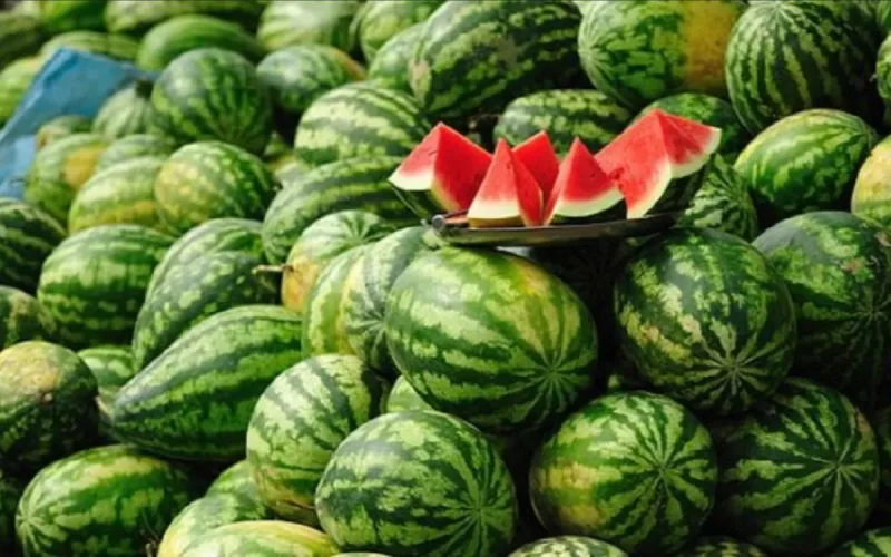 Prix divisés par deux : Pourquoi la pastèque marocaine va coûter beaucoup moins cher cet été