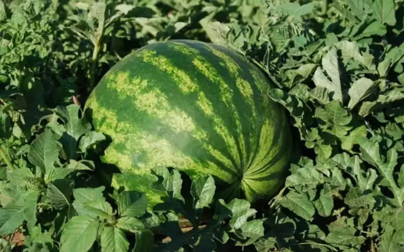 Des pesticides dans des pastèques : le Maroc sanctionne les responsables