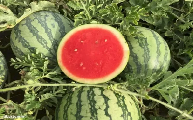 Maroc : les semences de pastèque ne sont pas génétiquement modifiées