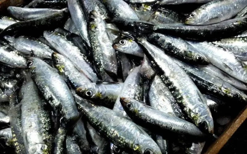 Le stock de sardine menacé dans les eaux marocaines