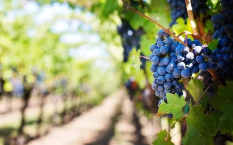 Le Maroc retire plus de 300 pesticides du marché