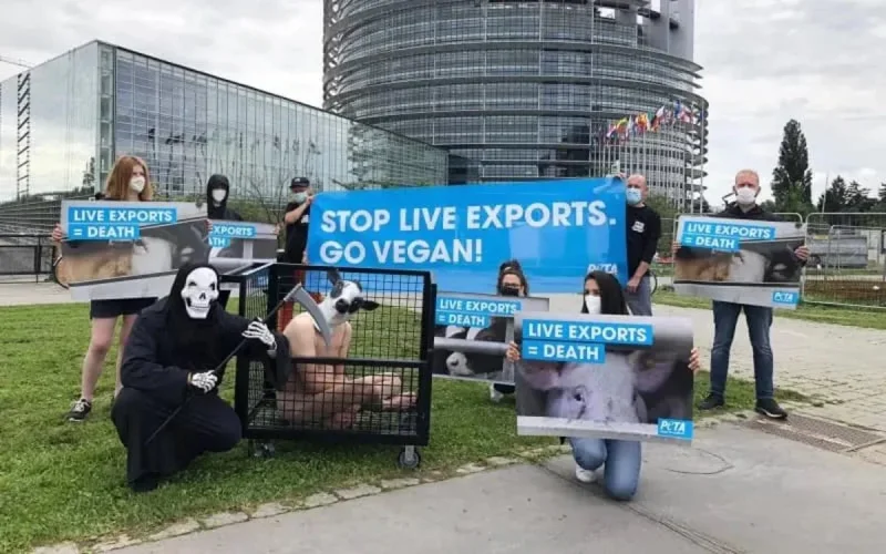 PETA dénonce les conditions de transport des animaux vivants vers le Maroc