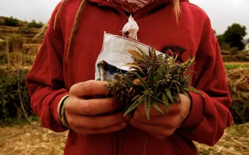 Il est temps d'amnistier les petits cultivateurs de cannabis au Maroc