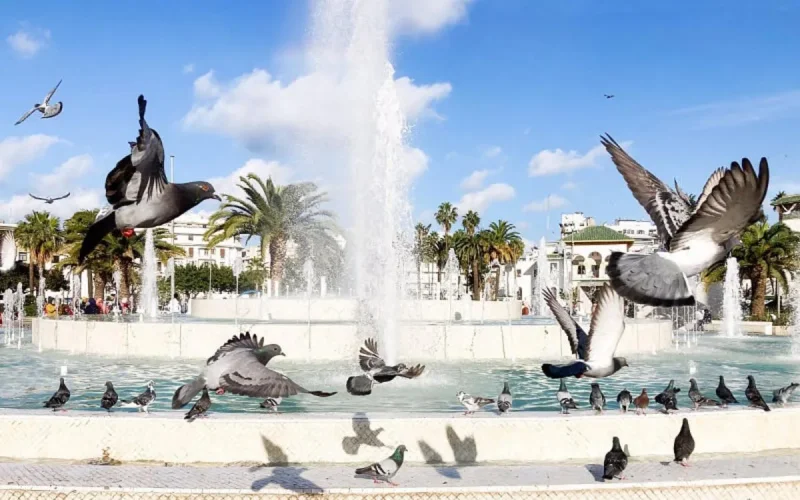 Casablanca veut faire disparaitre ses pigeons (vidéo)