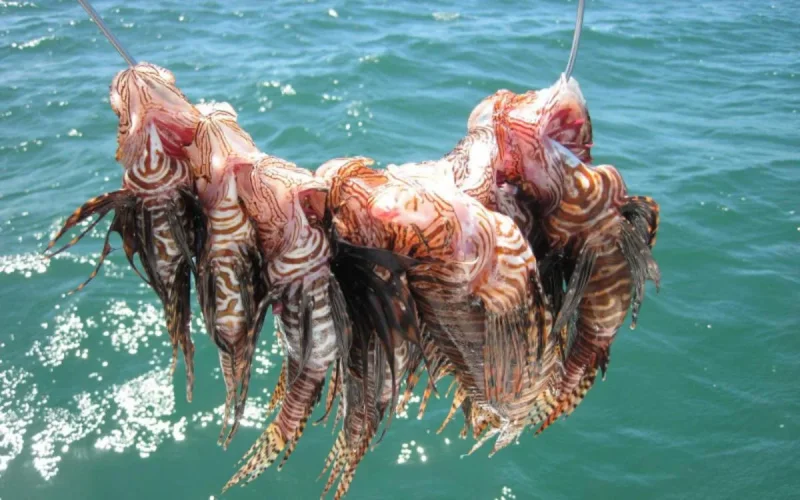 Une espèce dangereuse de poisson s'approche des côtes marocaines