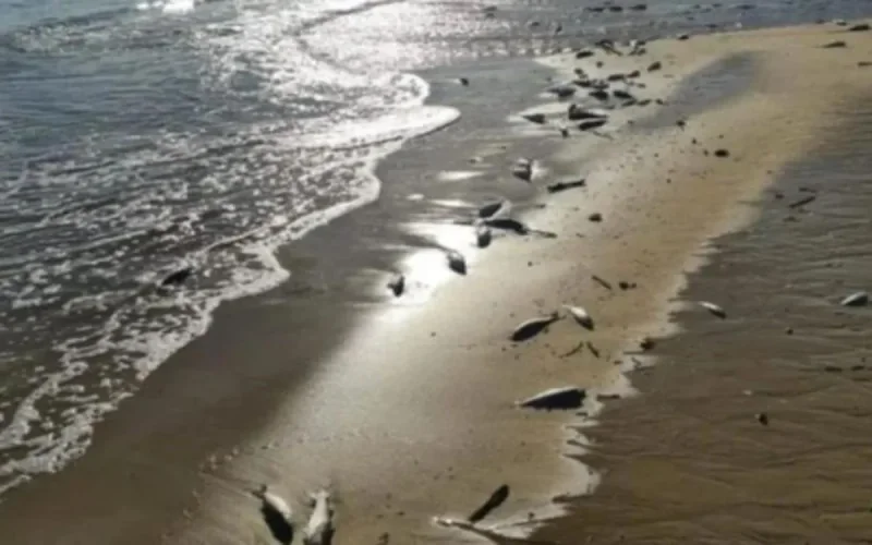 Une plage du sud du Maroc confrontée à une mystérieuse hécatombe d'anchois