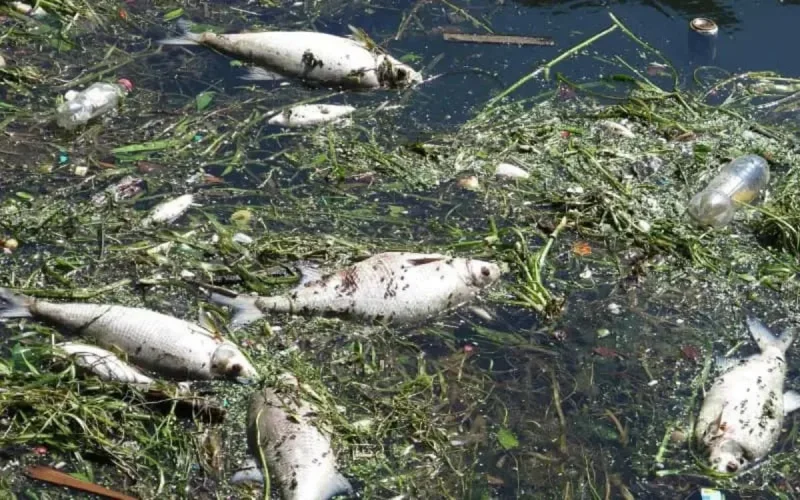 « Mohammedia traverse une situation environnementale sans précédent »