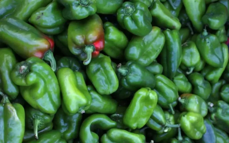 Pour excès de pesticides, les poivrons marocains retirés du marché tchèque