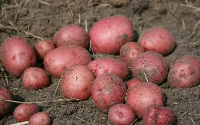 Le Maroc, troisième producteur de pomme de terre au Maghreb