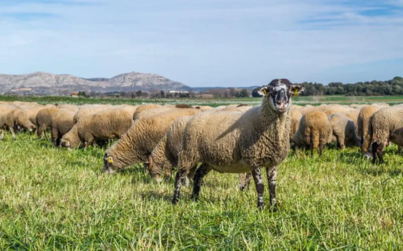 Espagne : la viande d'agneau hors de prix, le Maroc pointé du doigt